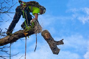 tree removal