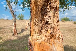 tree maintenance