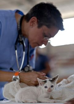 veterinarian-Wisconsin-Dells-Animal-Hospital