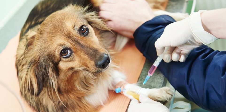 Pet Dermatologists Explain Can Dogs Get Skin Cancer