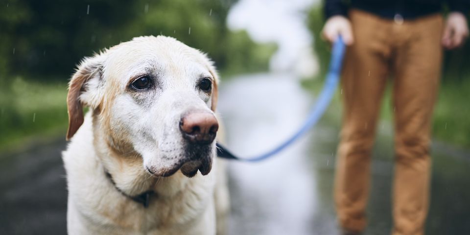 what causes rain rot in dogs