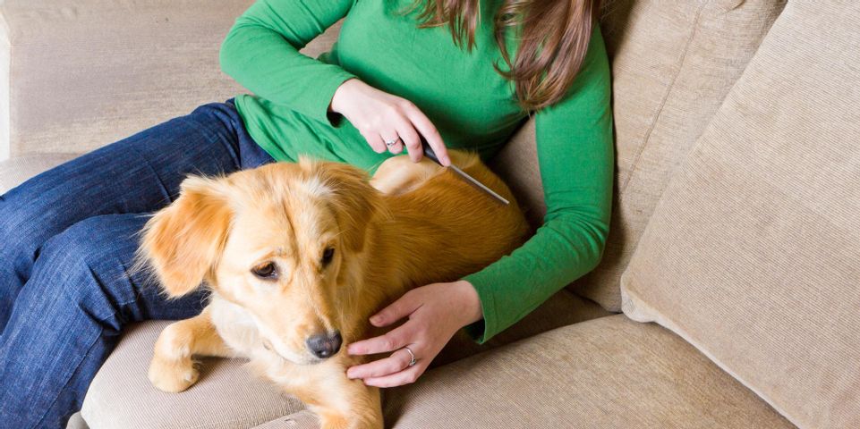 5 Common Pet Dermatology Problems That Affect Dogs