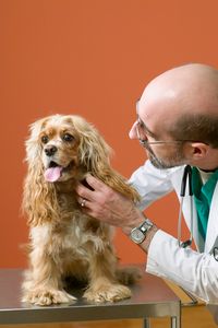 Cincinnati Veterinary Medicine