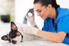 animal-skin-care-veterinary-dermatology-services