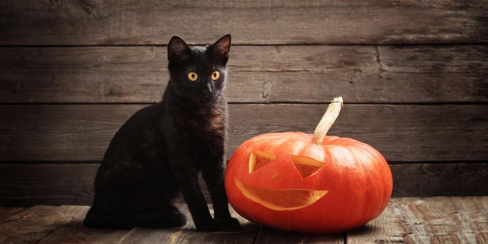 5 Tips for Keeping Pets Safe This Halloween - Makai Pet Hospital