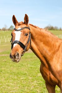 equine law