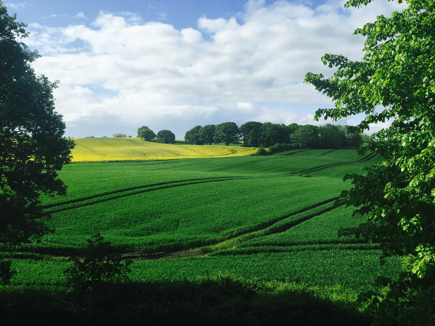 crop insurance