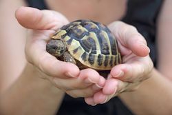 pet turtles Oahu HI