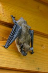 bat infestation