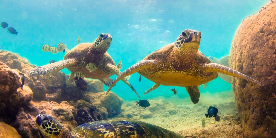 The Importance of Green Sea Turtles in Hawaiian Culture - The Maui ...