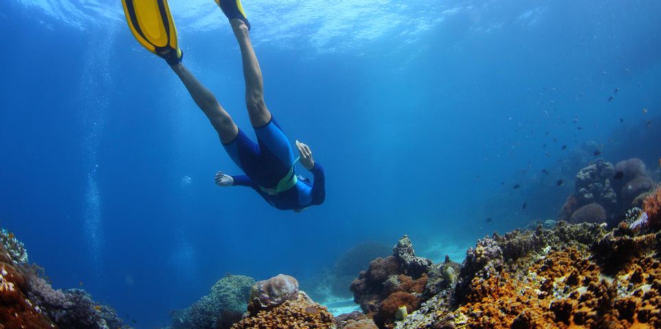 4 Facts About Hawaii Coral Reefs for Your Next Snorkeling Tour - EŌ Wai ...