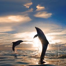 dolphin excursion