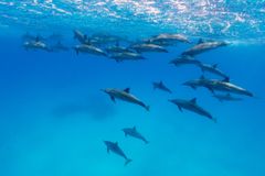 dolphin excursion