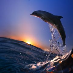 dolphin excursion