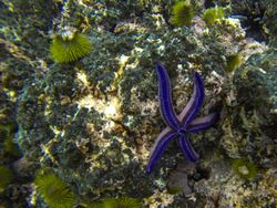 snorkeling tours