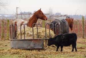 hay feeder