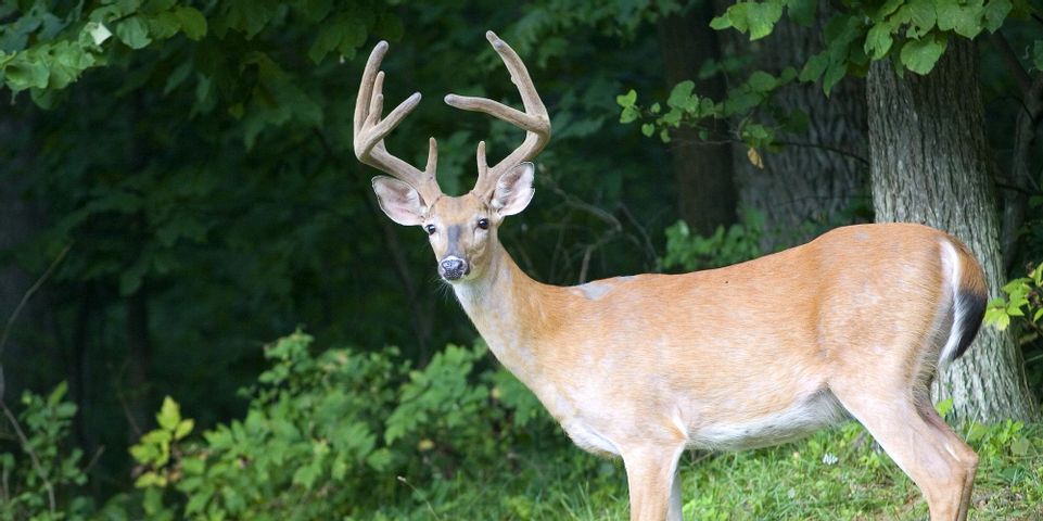 4 Steps To Take If You Hit A Deer - Jack Hart Body Shop Inc.