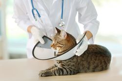 spay/neuter surgery