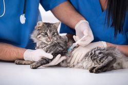 Stamford-Connecticut-pet-vaccination