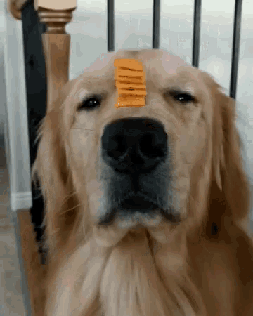 Dog Balance GIF - Dog Balance Nose - Discover & Share GIFs