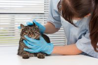 veterinary-clinic-clermont-animal-hospital-inc Batavia, OH
