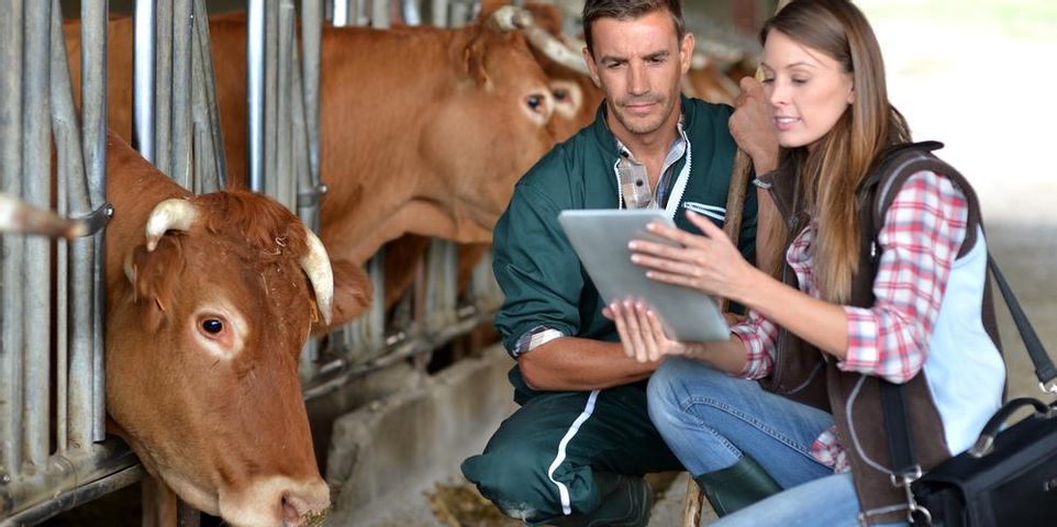 Why Livestock Owners Need an Animal Nutrition Consultant - Allied  Cooperative