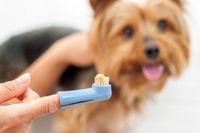 dog-teeth-cleaning-with-finger-brush