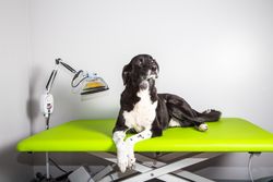 laser-therapy-for-dogs