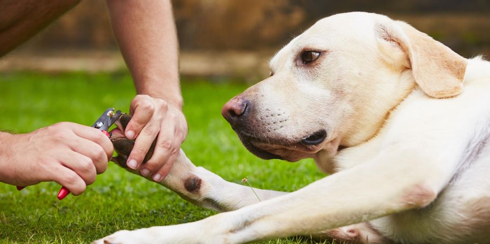 Why Should I Trim My Dog's Nails Regularly? - Furever Friends Play and Stay