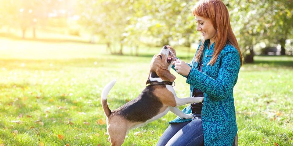 3 Useful Tips For Socializing Your Adult Dog - Liberty Veterinary Hospital