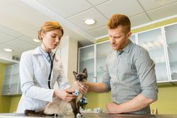 Animal-Vaccines-Liberty-Township-OH