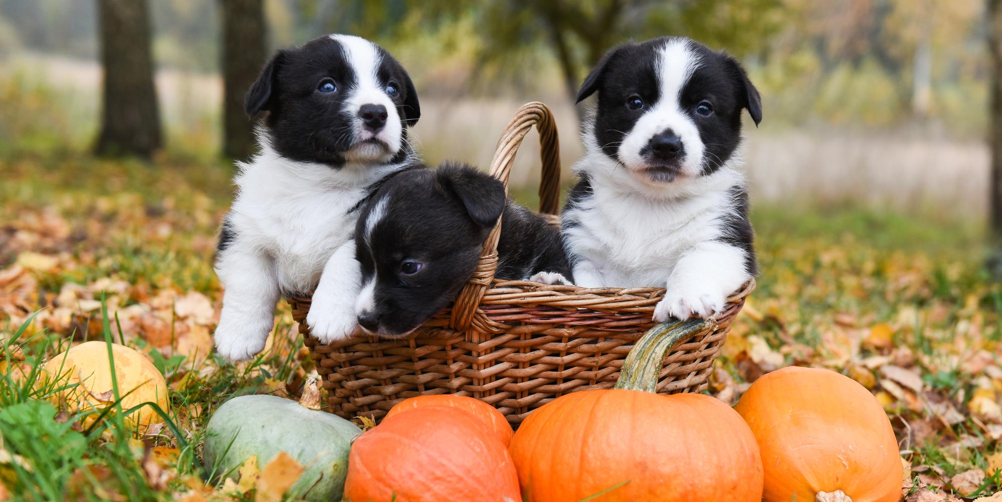 4 Halloween Pet Care Tips - Liberty Veterinary Hospital