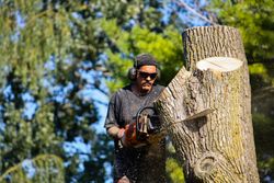 tree removal Randolph County NC