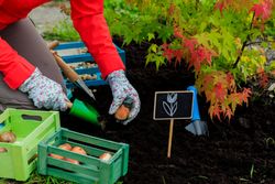 Garden Maintenance