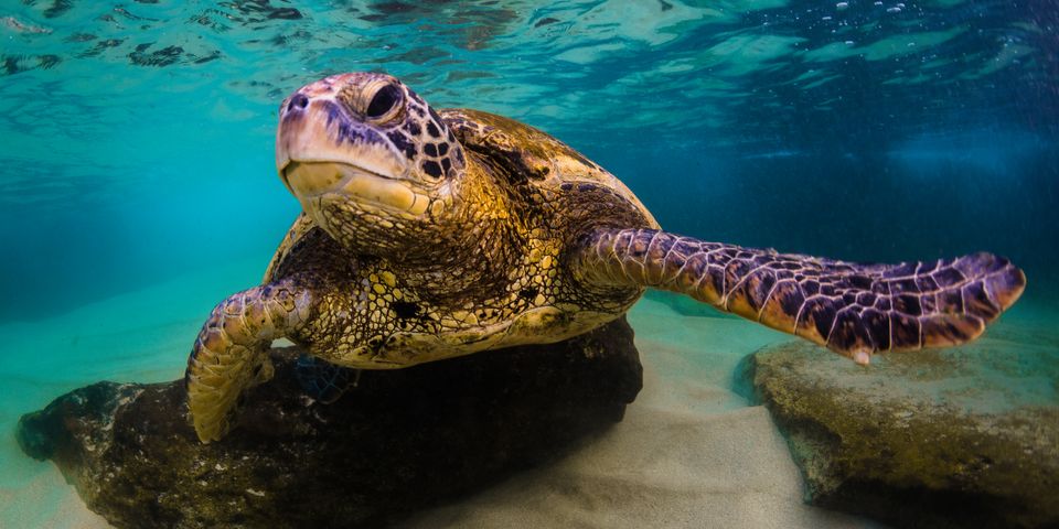 4-fun-facts-about-green-sea-turtles-sea-maui