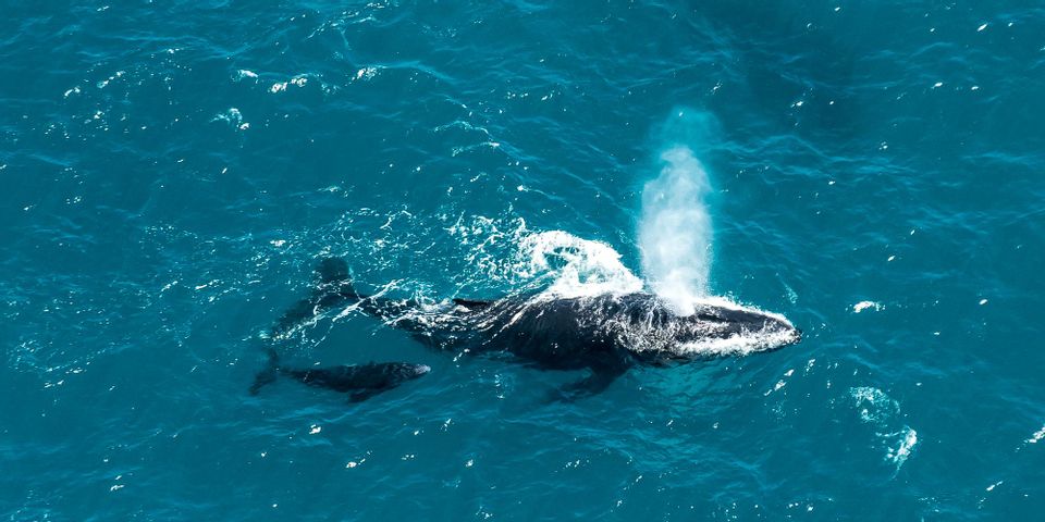 The Fascinating Mating & Birthing Process Of Humpback Whales - Sea Maui