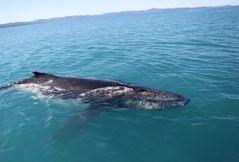 whale-watching-lahaina