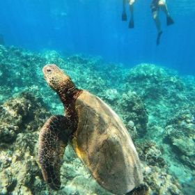 snorkeling