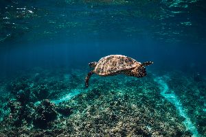 swimming with turtles