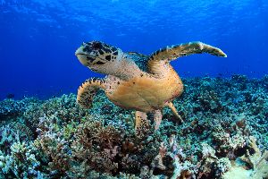 swimming with turtles