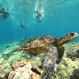 snorkeling