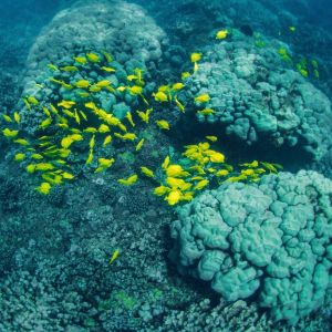 snorkeling