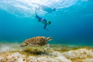 snorkeling 