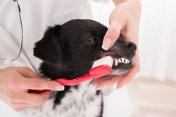 pet dental services