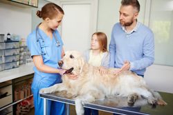 veterinary-care-montgomery-animal-hospital
