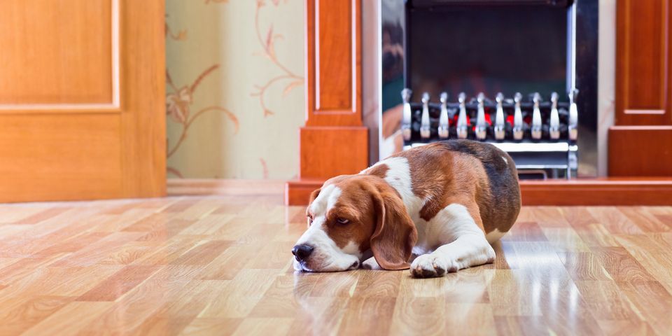 Protect Hardwood Floors From Dogs, How To Protect Hardwood Floors From Dogs