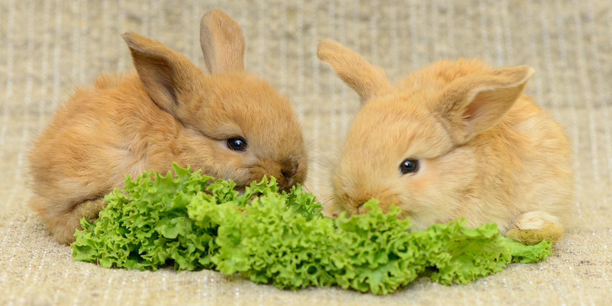 Кролик ест салат. Кролик едят домашнюю траву. Декоративный кролик и уход за ним. New borned Brown Rabbit.