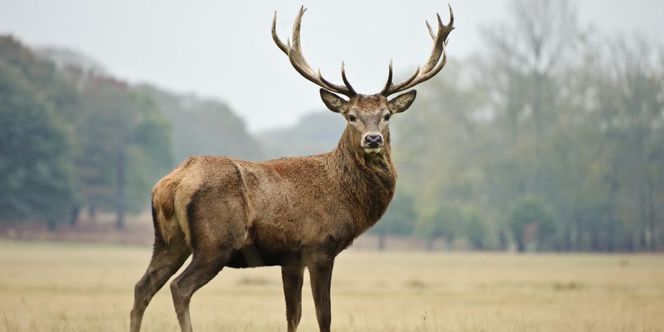 what-animals-can-you-hunt-in-georgia-country-boy-sports-c-boy-arms