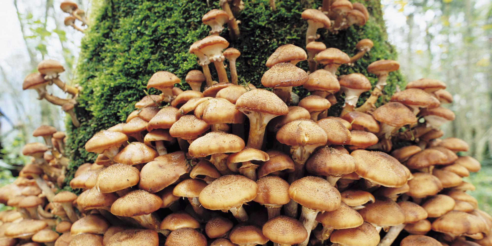 Why Do Mushrooms Grow In My Yard Eden Lawn Care Tree Service