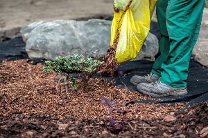 lawn maintenance